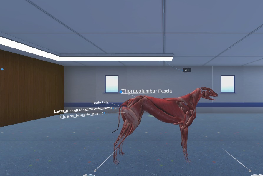 Veterinary Canine Simulation