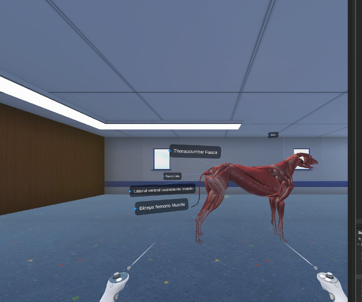 Canine muscle model being interacted with by VR controllers in the Unity Editor